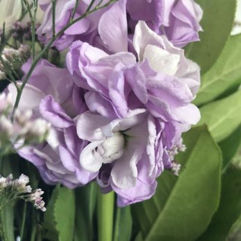 Elegant Flowers - Florists Near Me - Fresno, California Elegant Flowers - Florists Near Me - Fresno, California