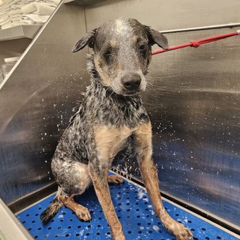 Citydog! Club - Pet Sitting Near Me - Addison, Texas