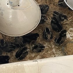 Sunset Saddlery & Feed - Chicks for sale