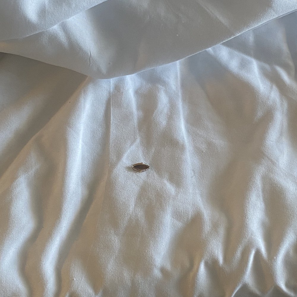 Exhibit 1 - roach on bed Exhibit 1 - roach on bed