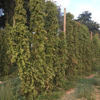Bale Breaker Brewing Company - Hops out the pub door! - Breweries Near Me - Yakima, Washington Bale Breaker Brewing Company - Hops out the pub door! - Breweries Near Me - Yakima, Washington