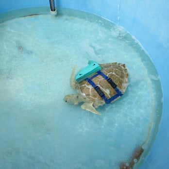 The Turtle Hospital - Veterinarians Near Me - Marathon, Florida The Turtle Hospital - Veterinarians Near Me - Marathon, Florida