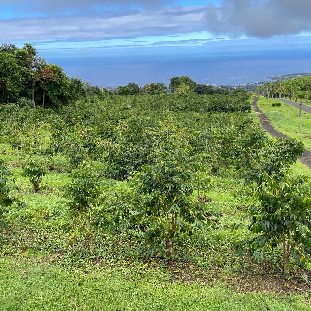 UCC Hawaii - Coffee trees - Tours Near Me - Holualoa, Hawaii