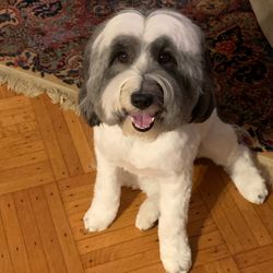 Paws In Paradise - Thank you, Stephanie! - 'Winston'