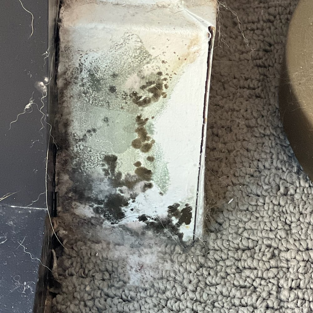 Steele Creek - 4/3/23 - mold on trim in my bedroom - Apartments Near Me - Denver, Colorado Steele Creek - 4/3/23 - mold on trim in my bedroom - Apartments Near Me - Denver, Colorado