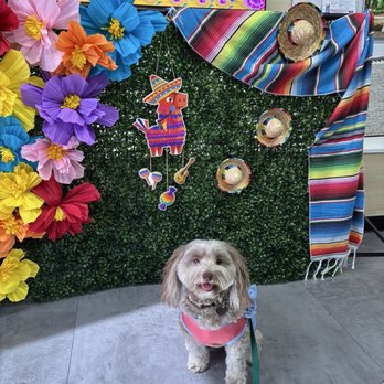 Paws In Charge - Pet Stores Near Me - Las Vegas, Nevada Paws In Charge - Pet Stores Near Me - Las Vegas, Nevada