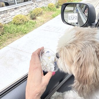 Culver's - Teddy got a pup cup! - Fast Food Near Me - Kannapolis, North Carolina