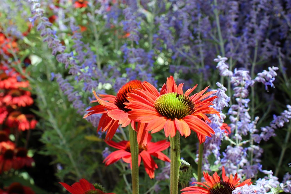 OSUNA NURSERY 159 Photos & 64 Reviews 501 Osuna Rd NE, Albuquerque, New Mexico Nurseries