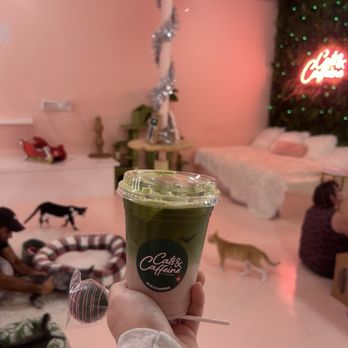 Cats and Caffeine - Drink and atmosphere - Coffee & Tea Near Me - Tampa Bay, Florida Cats and Caffeine - Drink and atmosphere - Coffee & Tea Near Me - Tampa Bay, Florida