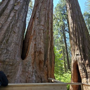 Calaveras Big Trees State Park - Parks Near Me - Arnold, California