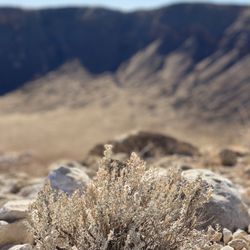 Meteor Crater & Barringer Space Museum - The awesome crater and vegetation.