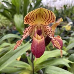 Owens Orchids - Paphiopedilums