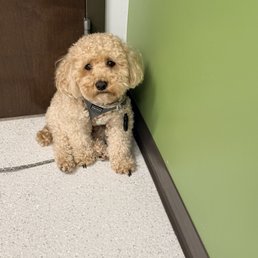 Sick Teddy