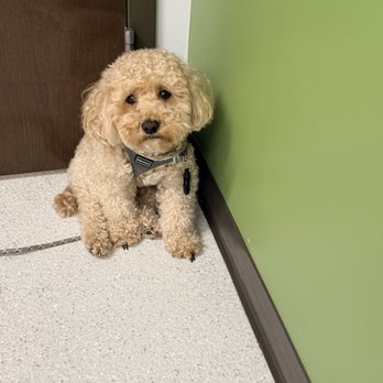 Avets - Sick Teddy - Veterinarians Near Me - Monroeville, Pennsylvania