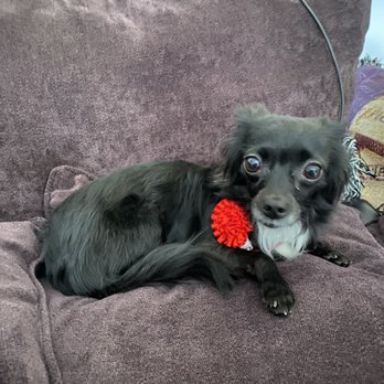 Pampered Pooch Spa & Bowtique - Pet Groomers Near Me - Murrieta, California