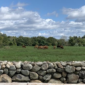 Benedikt Dairy - The herd! - CSA Near Me - Goffstown, New Hampshire