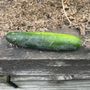 Garden Patch