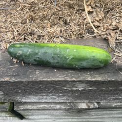 Garden Patch