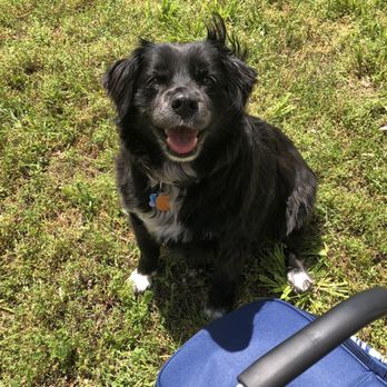 Cobbler Mountain Cider - Oh look! Corky posing for another photo! - Wineries Near Me - Delaplane, Virginia
