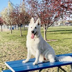 Baxter's Dog Park - All tuckered out