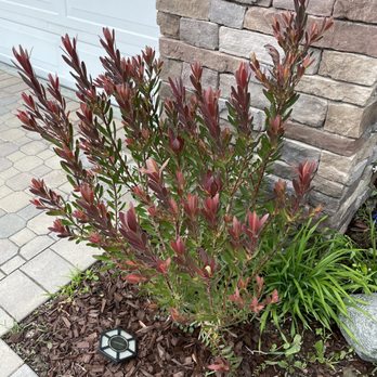 Armstrong Garden Centers - Leucadendron - Nurseries & Gardening Near Me - San Juan Capistrano, California Armstrong Garden Centers - Leucadendron - Nurseries & Gardening Near Me - San Juan Capistrano, California