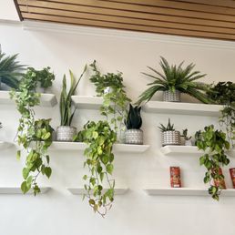 Plants- sorry no drink pictures Plants- sorry no drink pictures