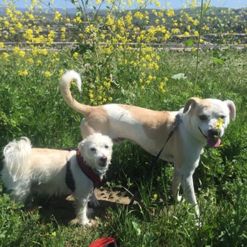 Team Dog USA - Sunny and McKinley enjoying their trail runs with Rommy! - Pet Training Near Me Team Dog USA - Sunny and McKinley enjoying their trail runs with Rommy! - Pet Training Near Me