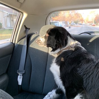 Adventure Pet - On his way to day camp. - Pet Boarding Near Me - Reno, Nevada