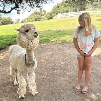 Canzelle Alpacas - Visiting the Alpacas - Farms Near Me - Carpinteria, California Canzelle Alpacas - Visiting the Alpacas - Farms Near Me - Carpinteria, California