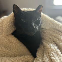 North Mecklenburg Animal Hospital