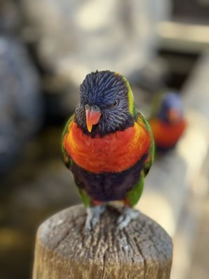 Rooster Cogburn Ostrich Ranch by null