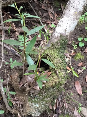 Spirit Rock Meditation Center by null