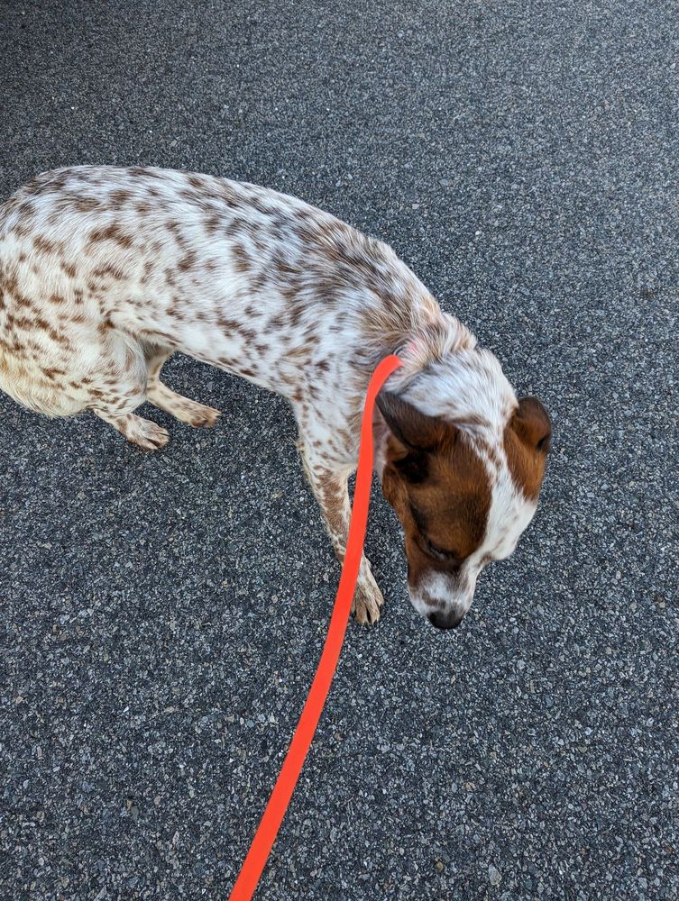 VILLAGE VETERINARY HOSPITAL Updated October 2024 193 R Popes Island