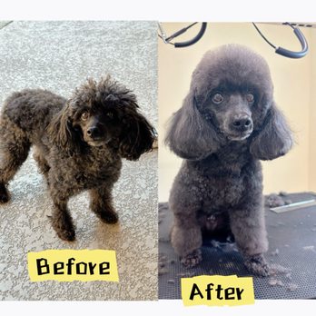 The Pawton - Miniature Poodle Prince Full Grooming - Pet Groomers Near Me The Pawton - Miniature Poodle Prince Full Grooming - Pet Groomers Near Me