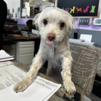 Buddies - Pet Groomers Near Me - Las Vegas, Nevada