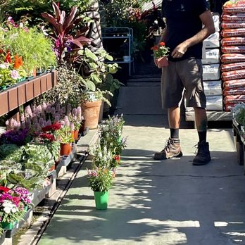 Shore Gardens Nursery - Quinn helping me pick flowers for my front flower bed. - Nurseries & Gardening Near Me - San Clemente, California Shore Gardens Nursery - Quinn helping me pick flowers for my front flower bed. - Nurseries & Gardening Near Me - San Clemente, California