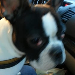 Hillmount Animal Hospital - Stells will have surgery today to see better