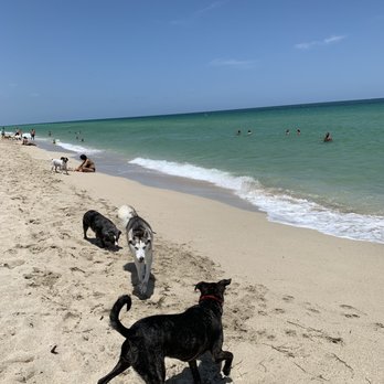 Haulover Park - Dog beach - Beaches Near Me - Miami, Florida Haulover Park - Dog beach - Beaches Near Me - Miami, Florida