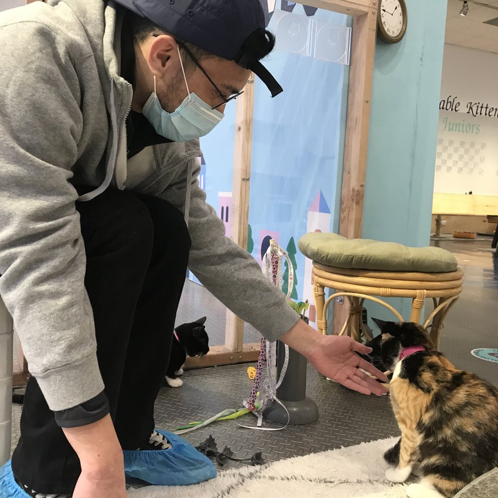 Mini Cat Town - Pet Adoption Near Me - San Jose, California Mini Cat Town - Pet Adoption Near Me - San Jose, California