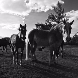 Lokahi Horsemanship