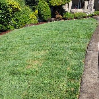 Vega's Tree Service - Tree Services Near Me