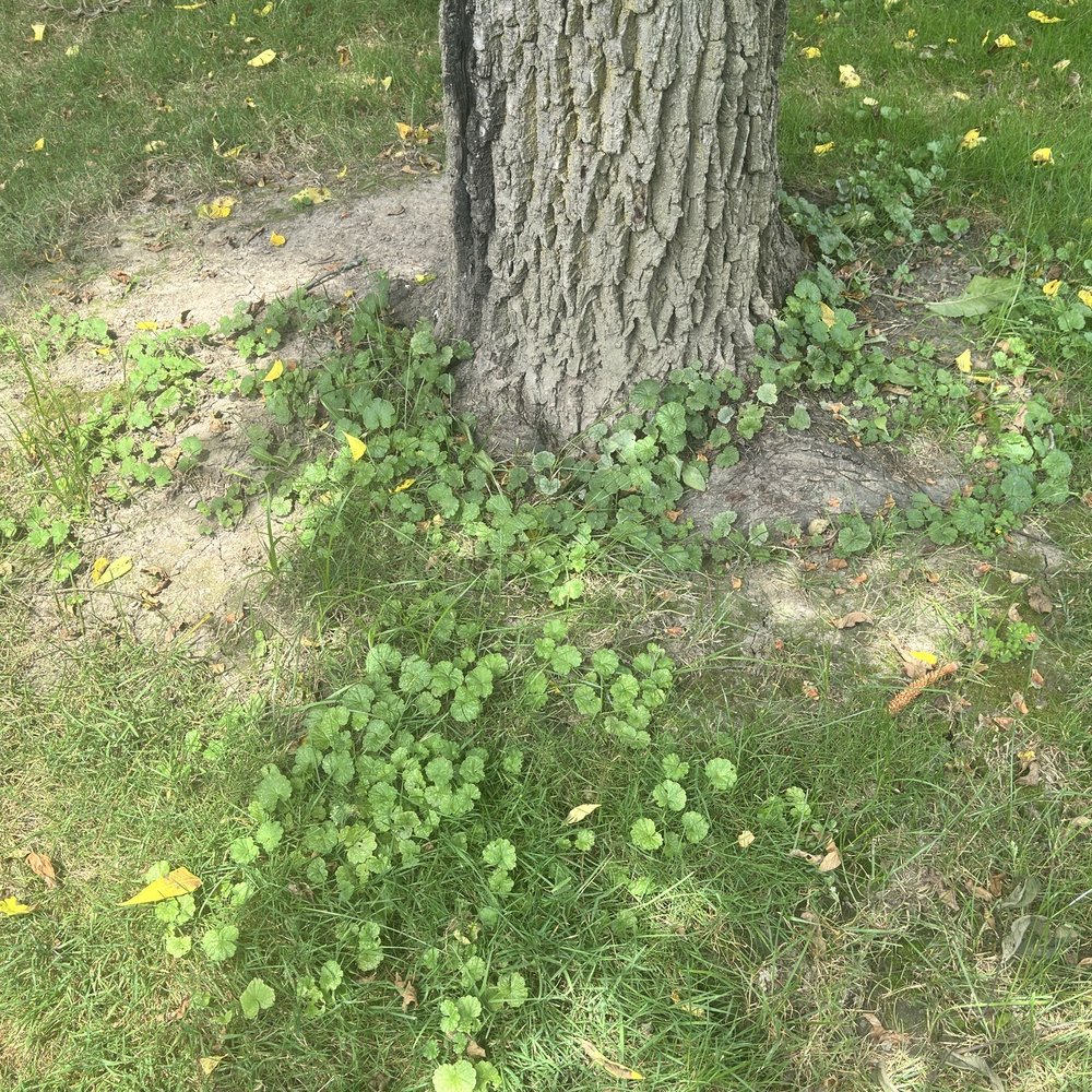 Advanced Quality Lawn - Weeds - Tree Services Near Me - Richfield, Ohio