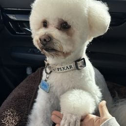 shaved paws for the summer !