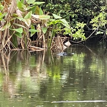 Big Cypress Bend Boardwalk - Gator hole's resident female gator - Parks Near Me - Naples, Florida
