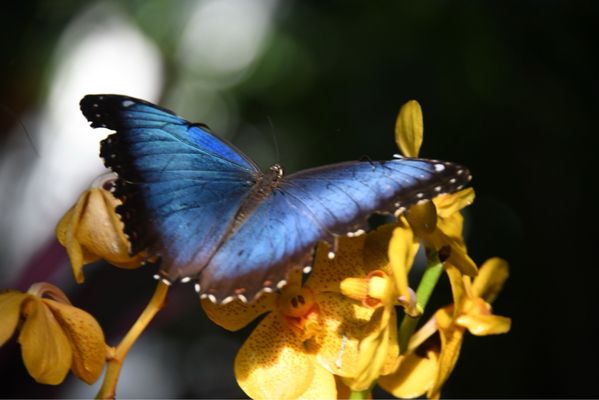The Key West Butterfly and Nature Conservatory by null