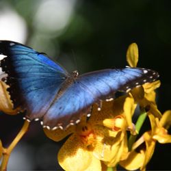 The Key West Butterfly & Nature Conservatory - Butterfly