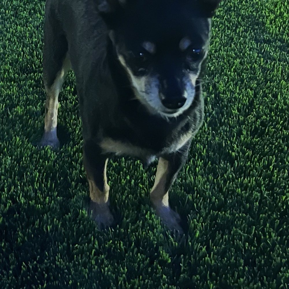 Big Bully Turf - Artificial Turf Near Me - Scottsdale, Arizona