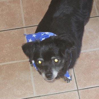 The Pet Set - MISS DAISY September 2025 - Pet Sitting Near Me - Long Beach, California