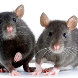 Foremost Pest & Wildlife - Rodents!