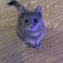 Photo of Family Pet Clinic of Bayport